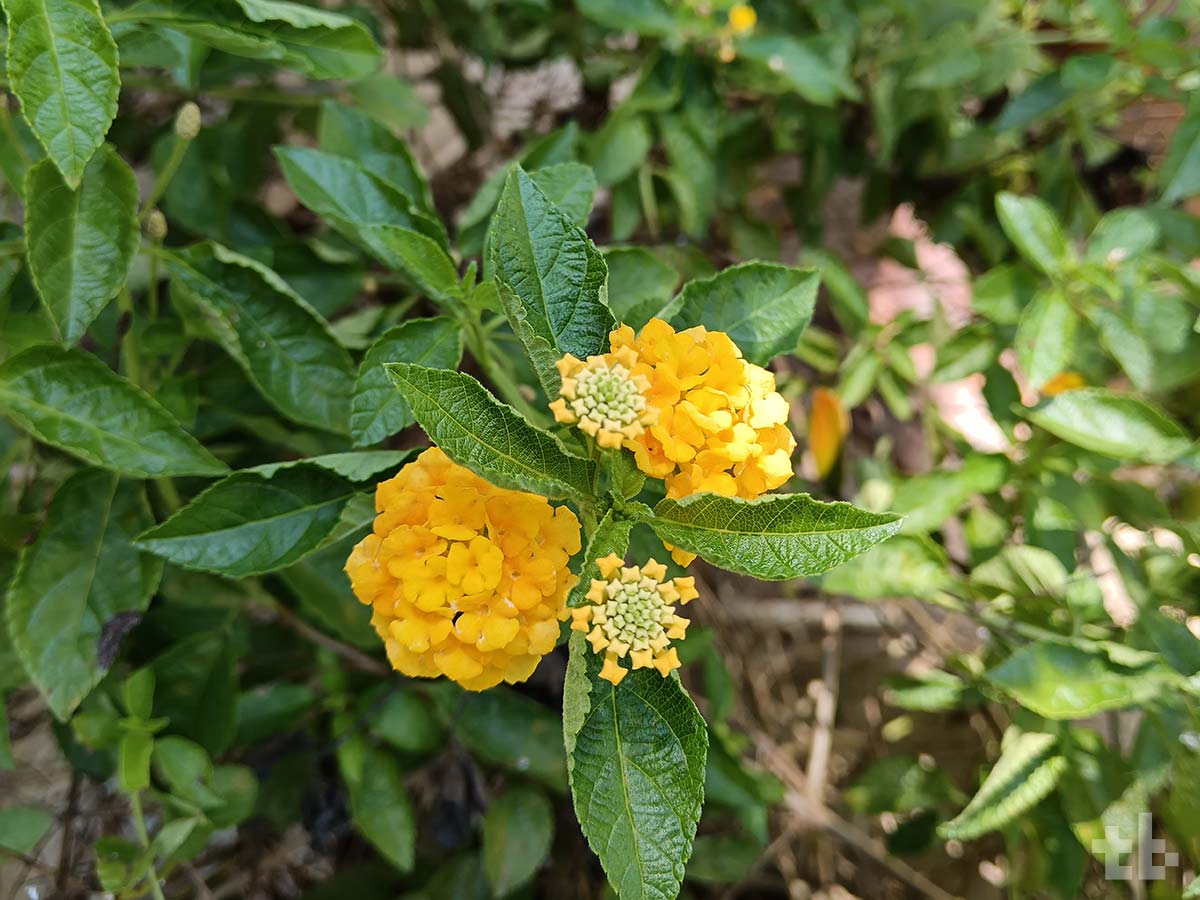 HONOR 90 Lite 5G Camera Test