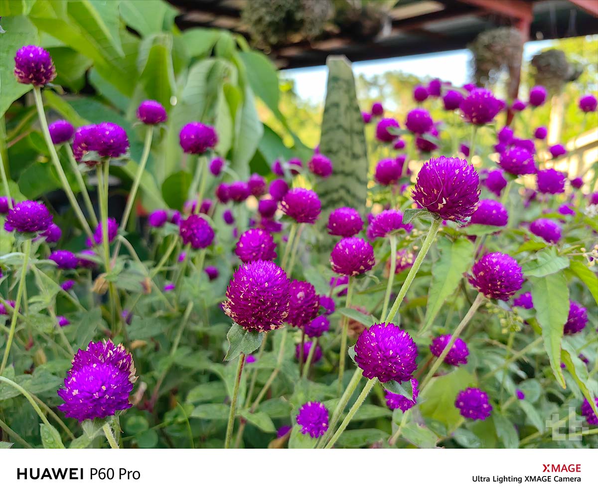 HUAWEI P60 Pro Camera Sample