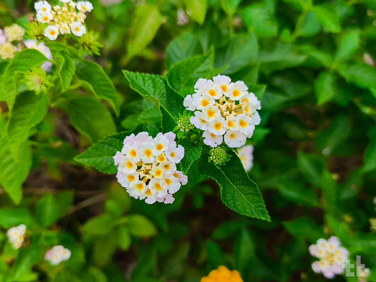 Infinix ZERO 30 5G camera test