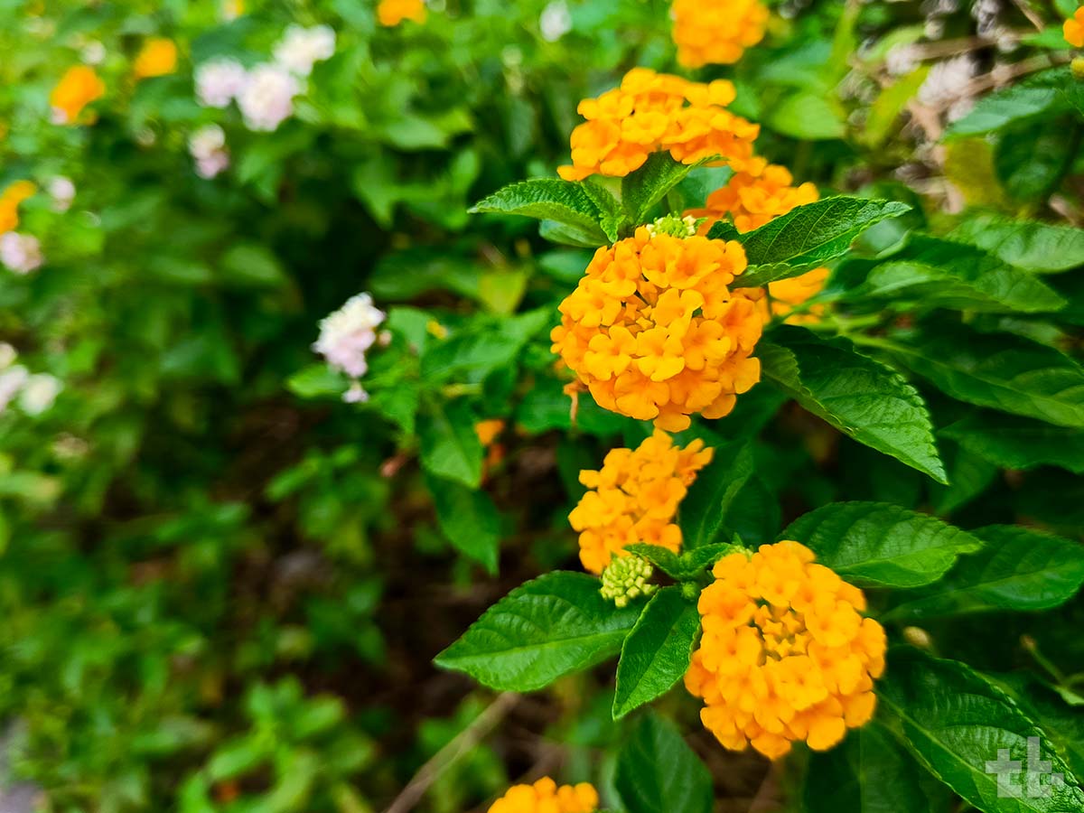 Infinix ZERO 30 5G camera test