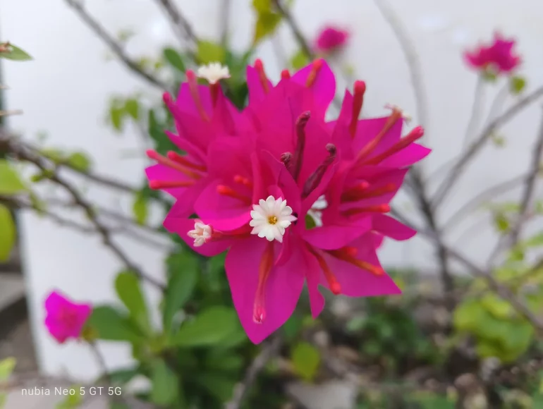 nubia neo 5 gt 5g camera sample
