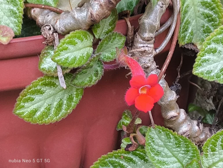 nubia neo 5 gt 5g camera sample