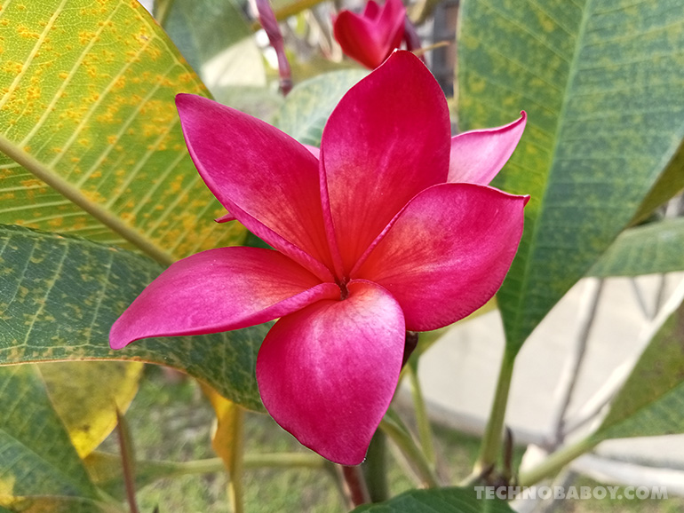 OPPO A57 camera photo samples