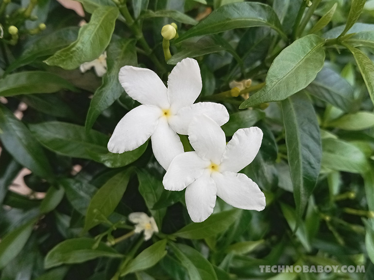 OPPO A57 camera photo samples