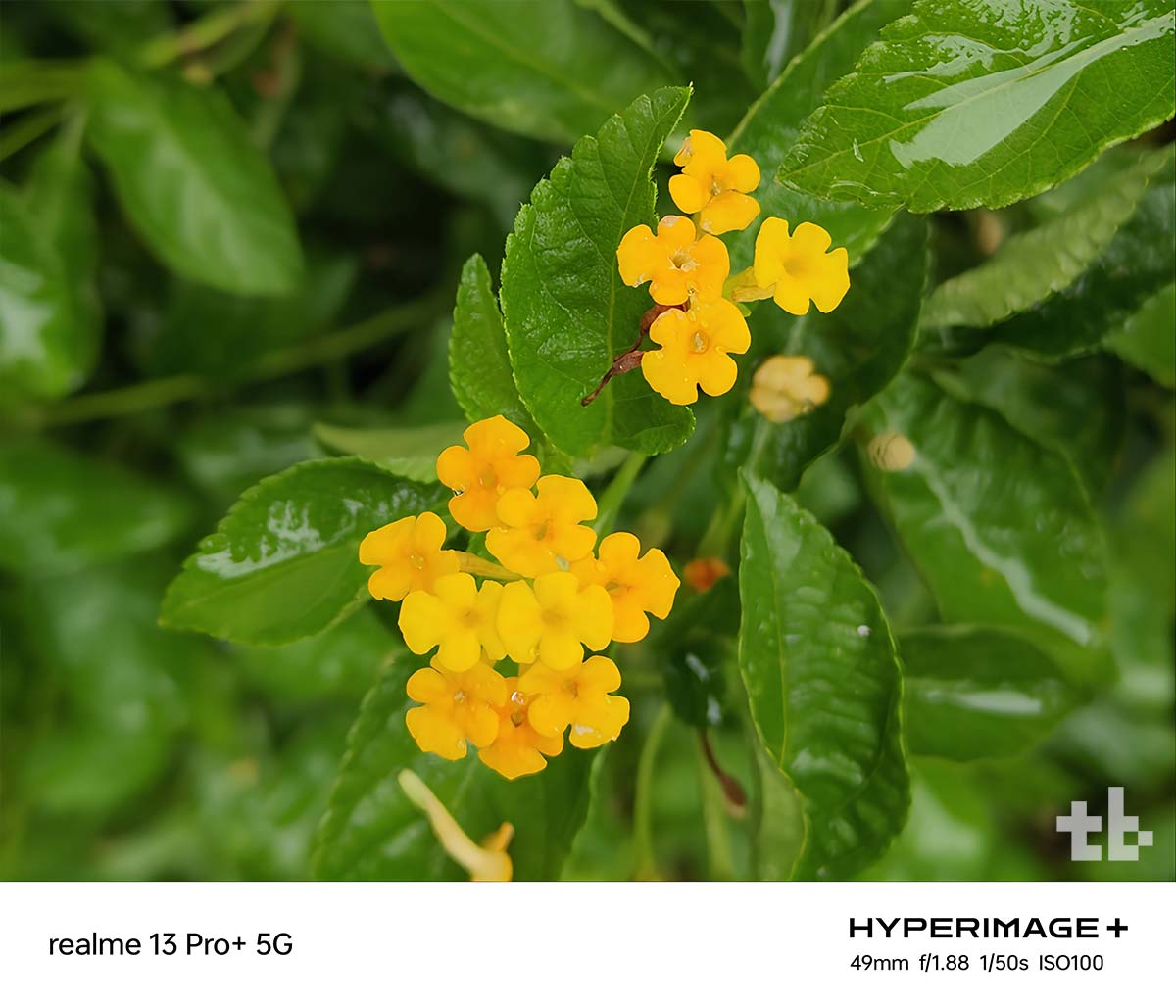 realme 13 Pro+ 5G camera samples