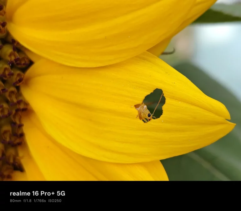 realme 16 pro+ 5g sample photos