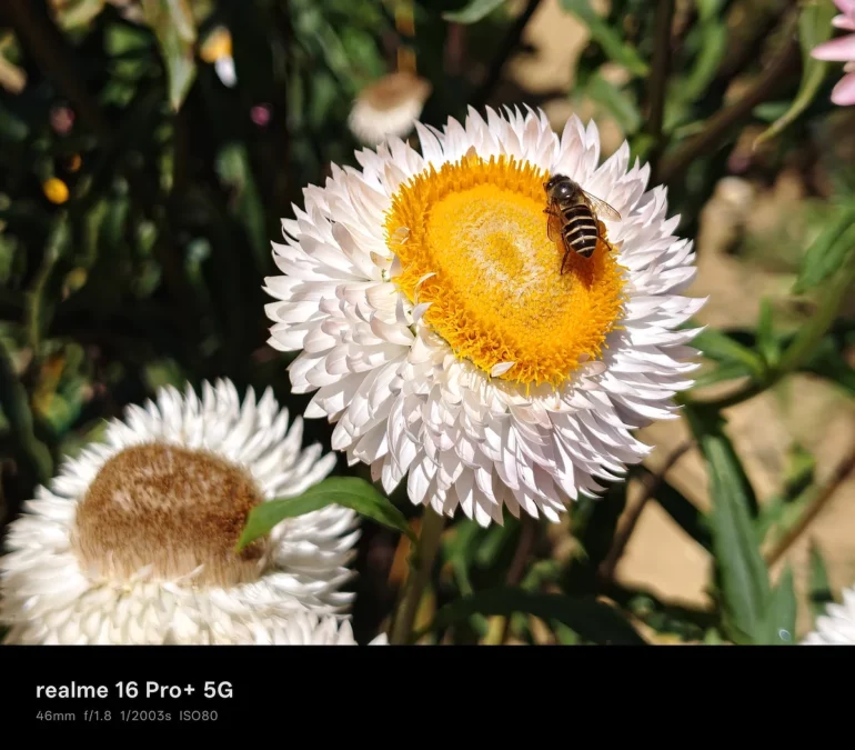 realme 16 pro+ 5g sample photos