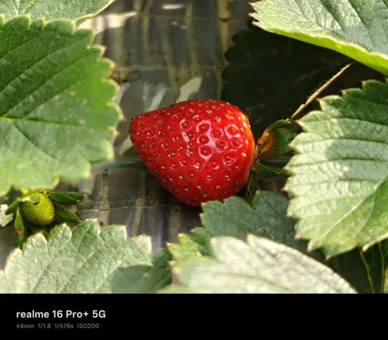 realme 16 pro+ 5g sample photos