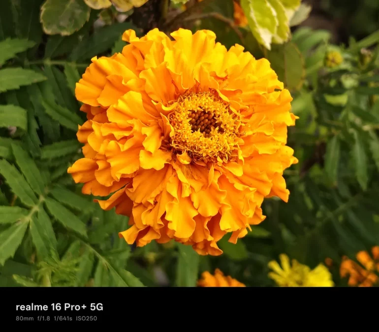 realme 16 pro+ 5g sample photos