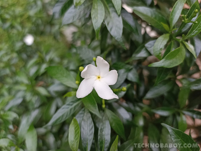 Redmi Note 10S Camera test