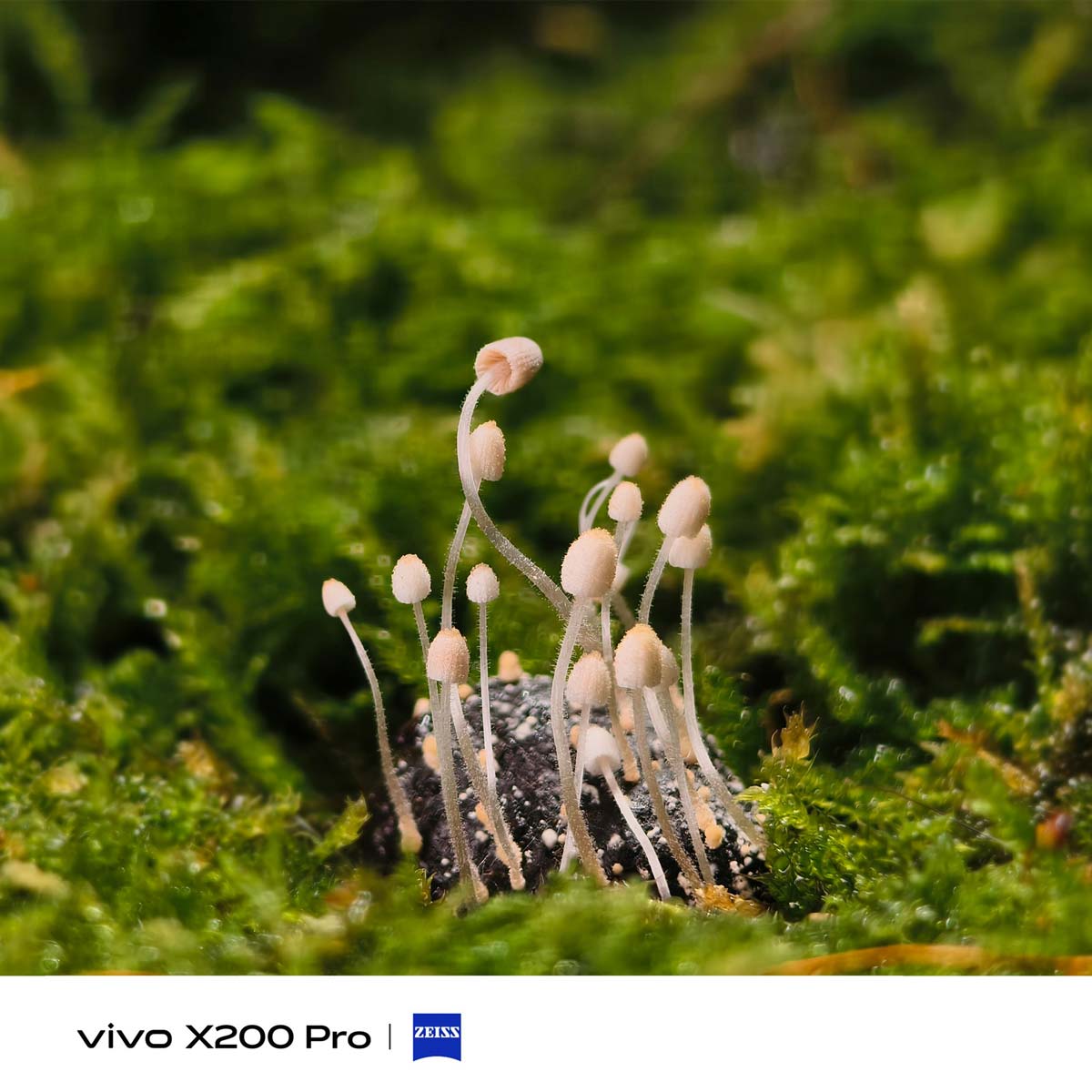 vivo x200 Pro Sample Photo