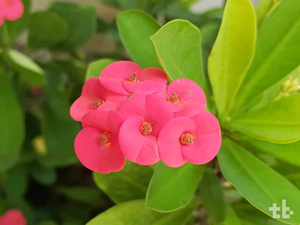 vivo V50 Lite 5G test photo