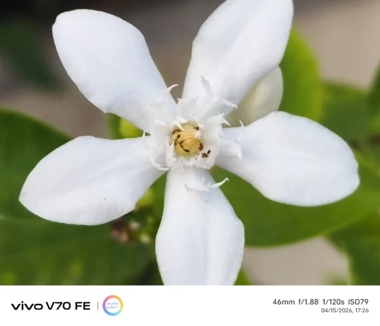 vivo V70 fe test photo