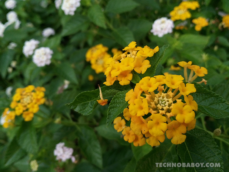 WIKO T10 Review: camera samples